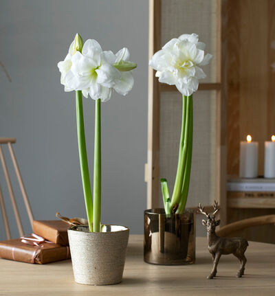 Hvit amaryllis Hvit amaryllis